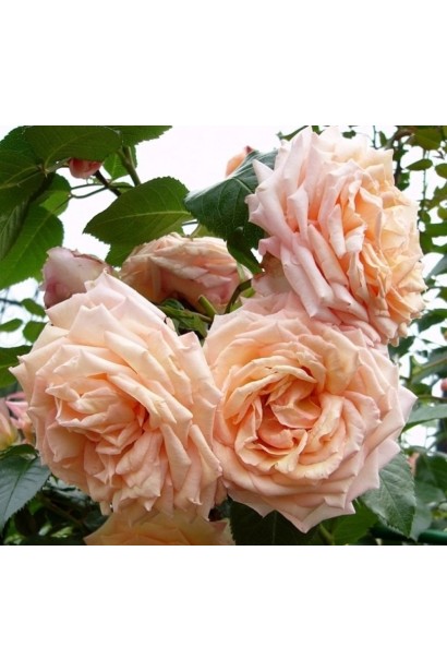 Розкішні персикові бутони троянди плетистої Барок